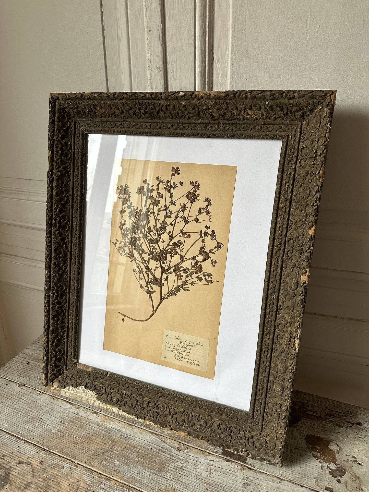 Herbier encadré