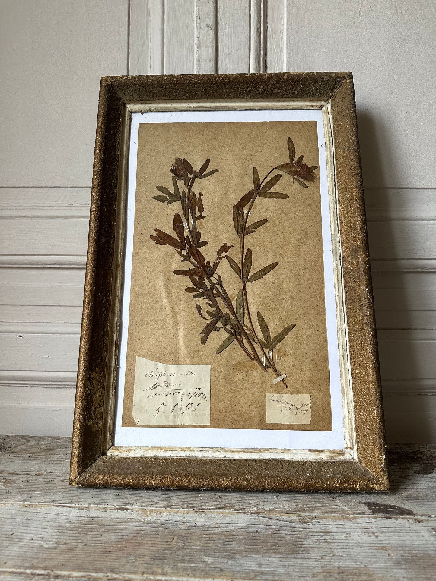 Herbier encadré