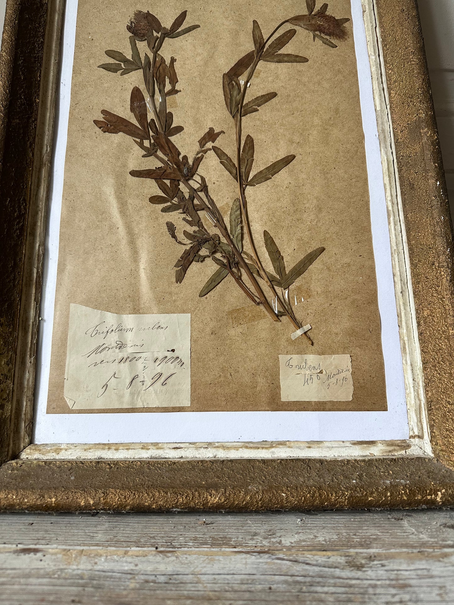 Herbier encadré
