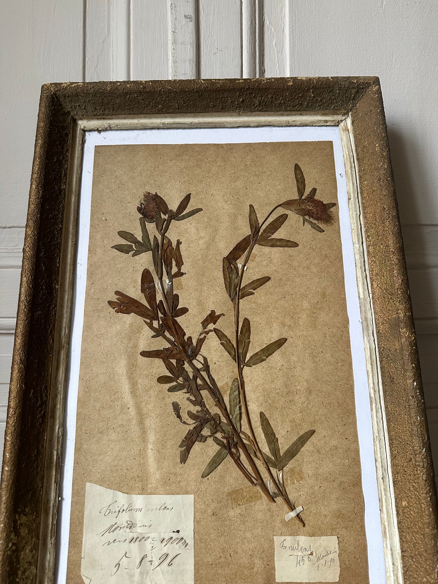 Herbier encadré
