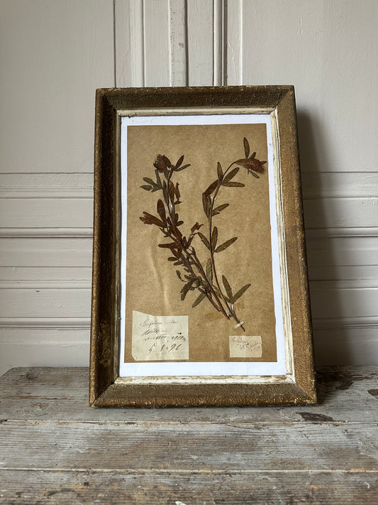 Herbier encadré