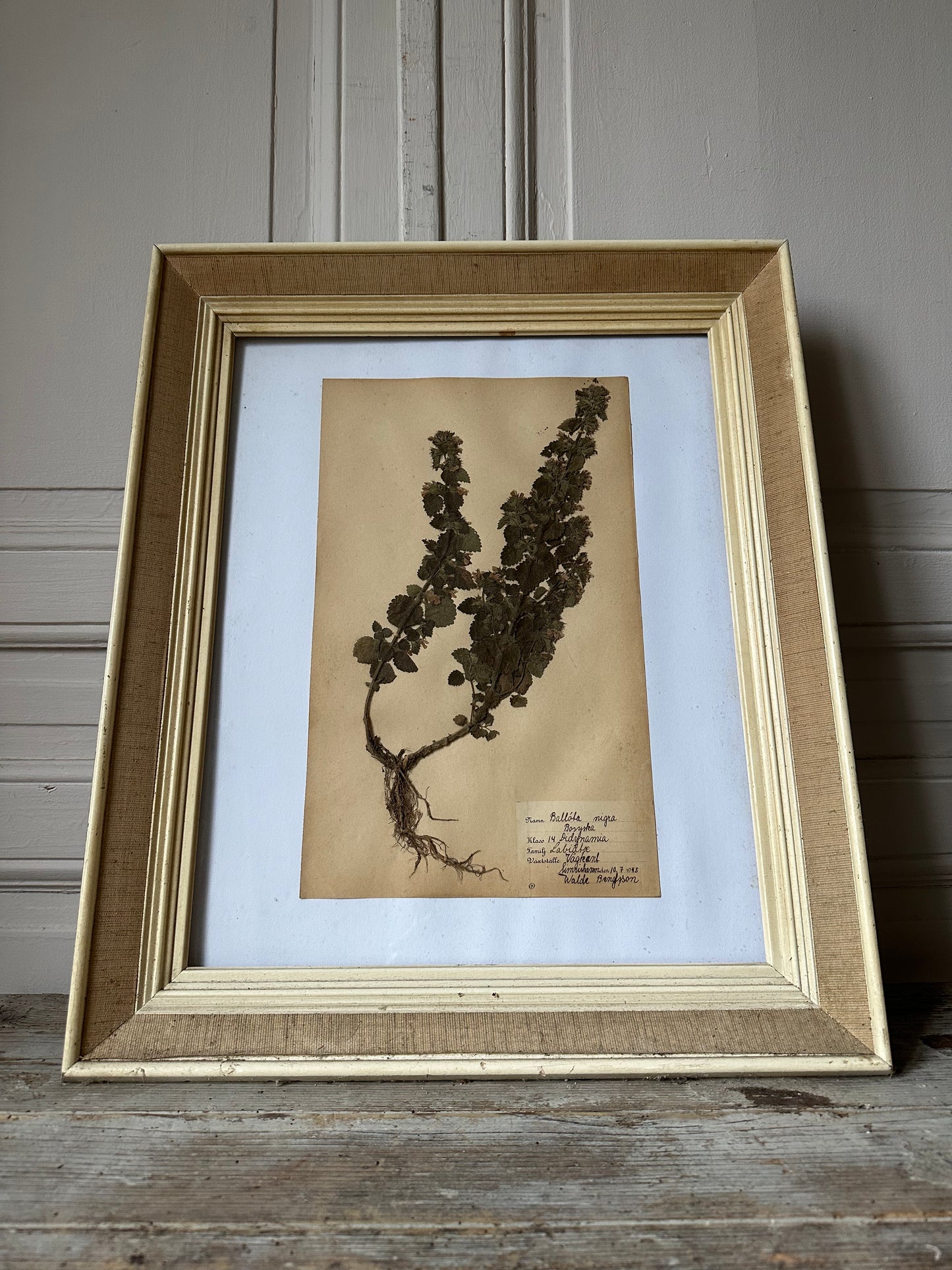 Herbier encadré