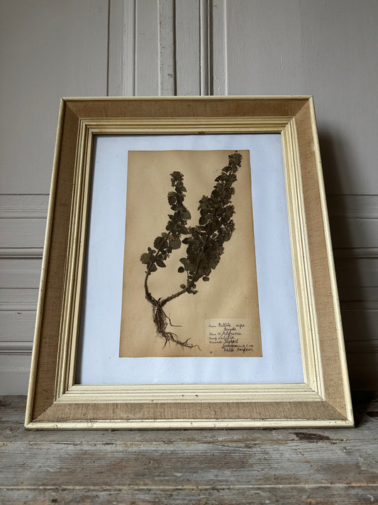 Herbier encadré