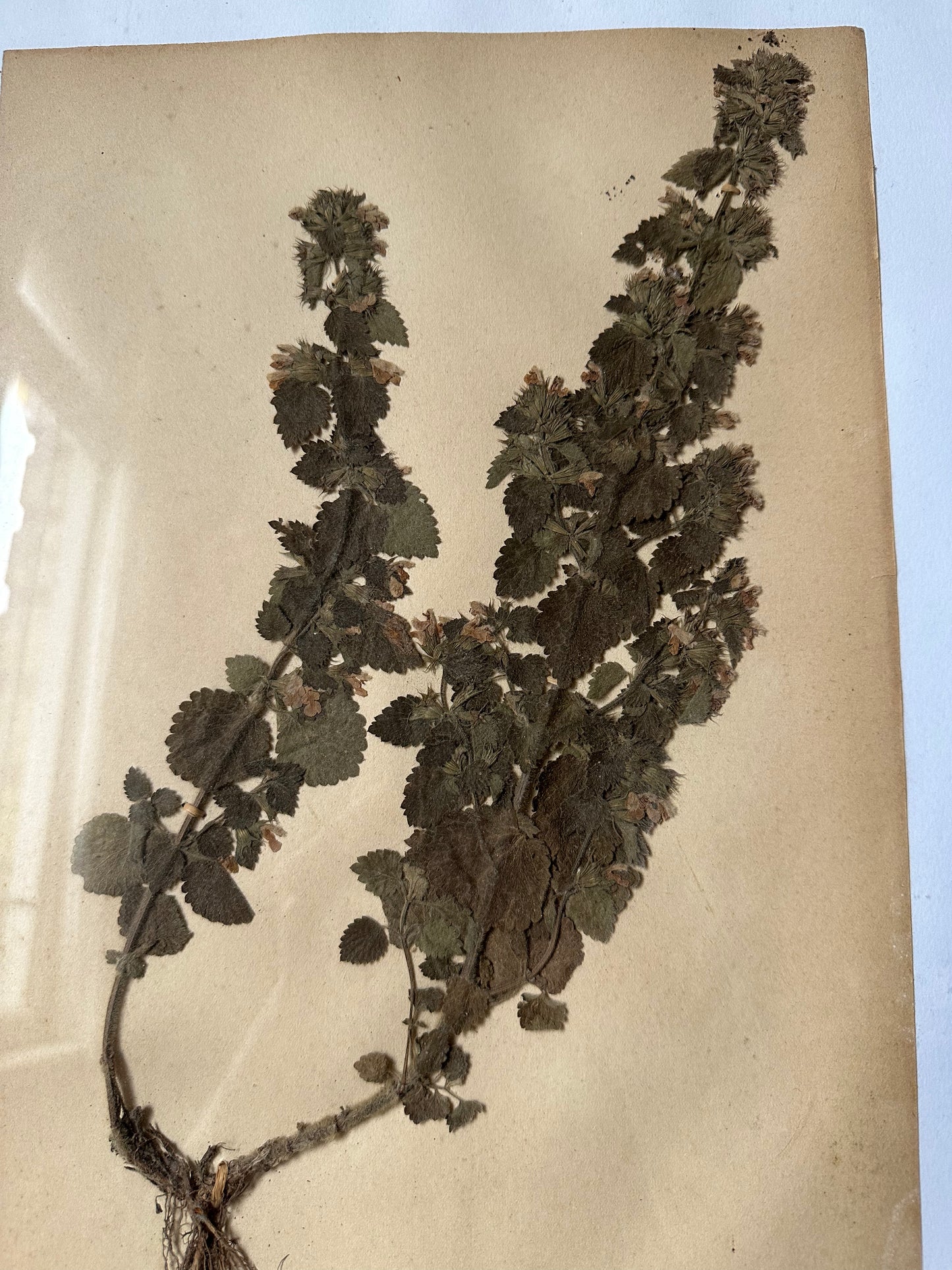 Herbier encadré