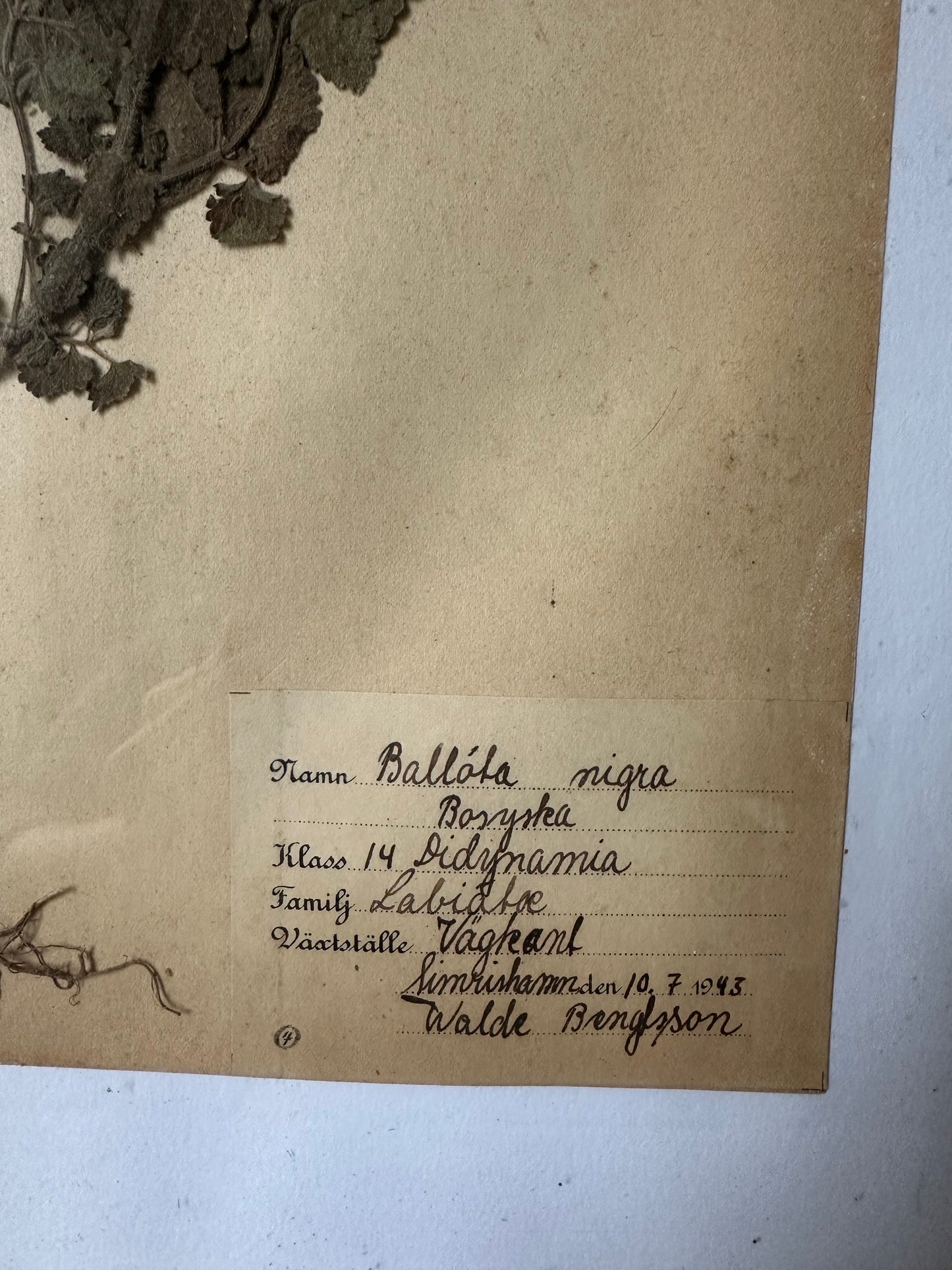 Herbier encadré