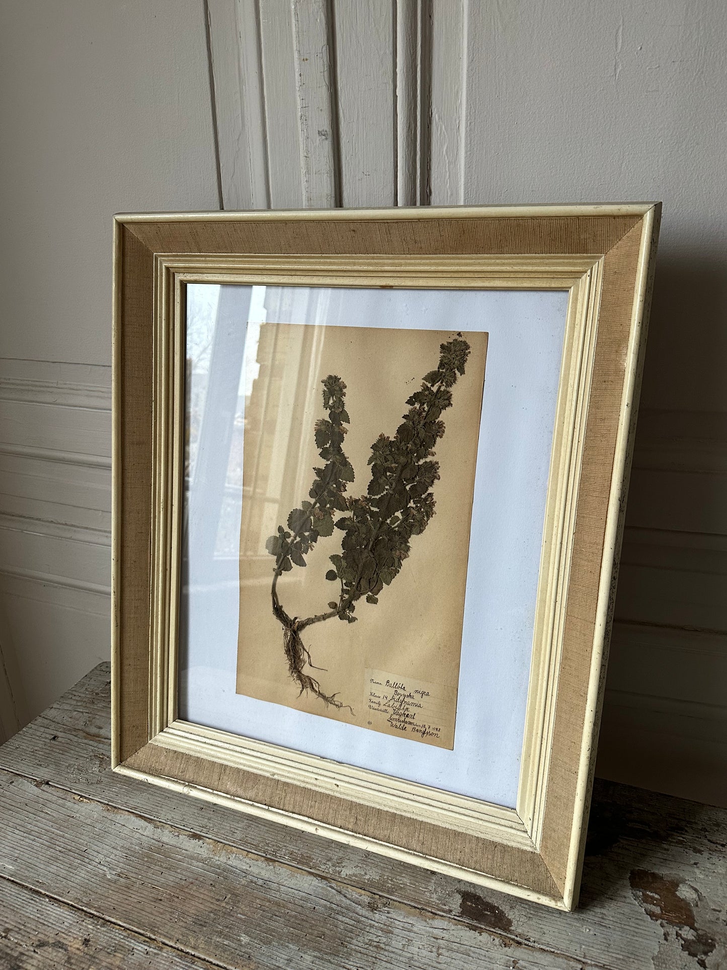 Herbier encadré