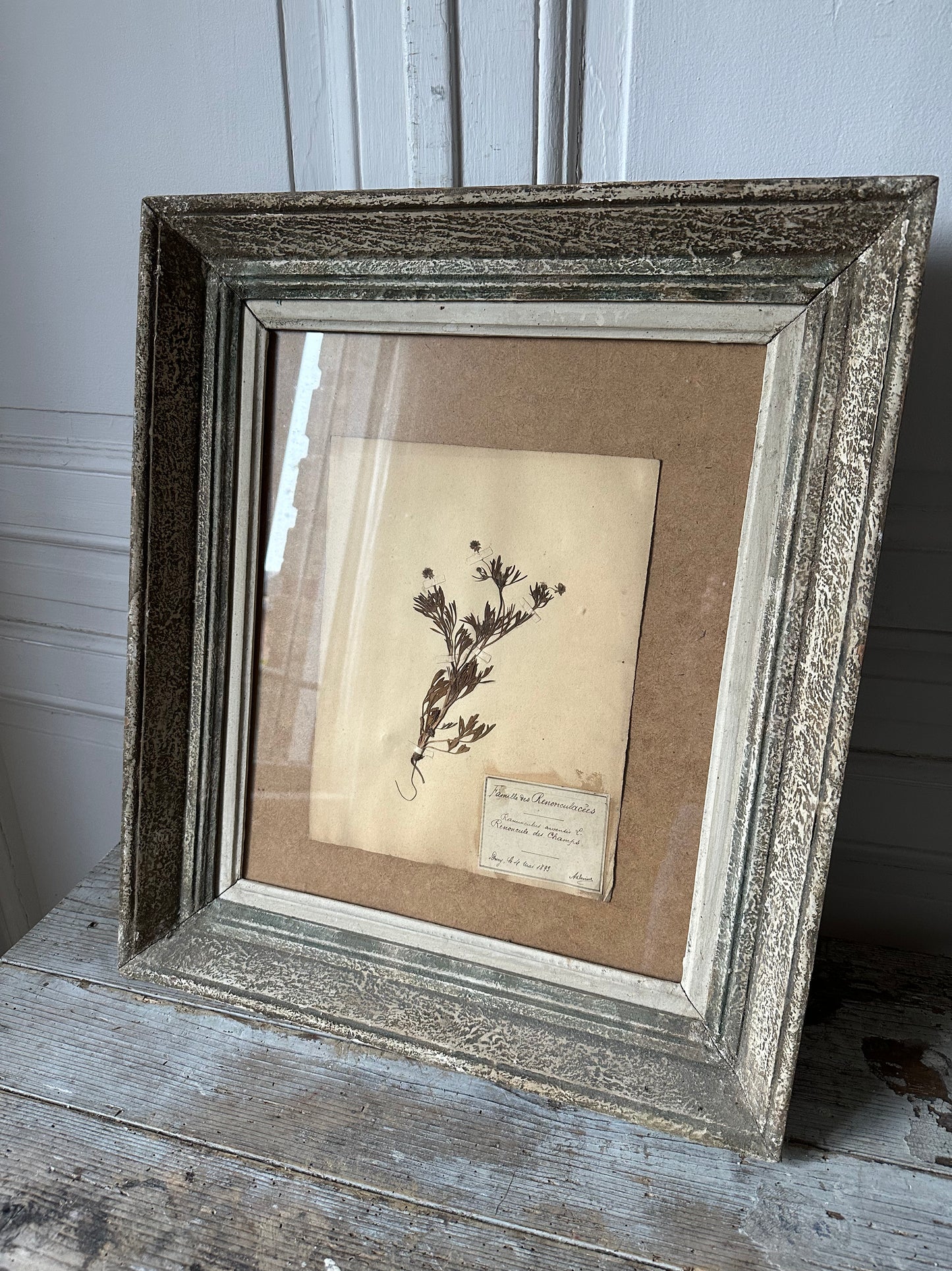 Herbier encadré