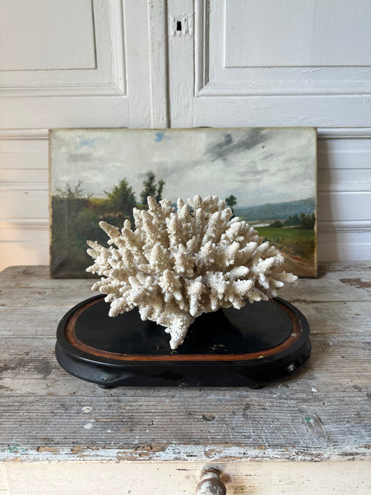 Corail blanc