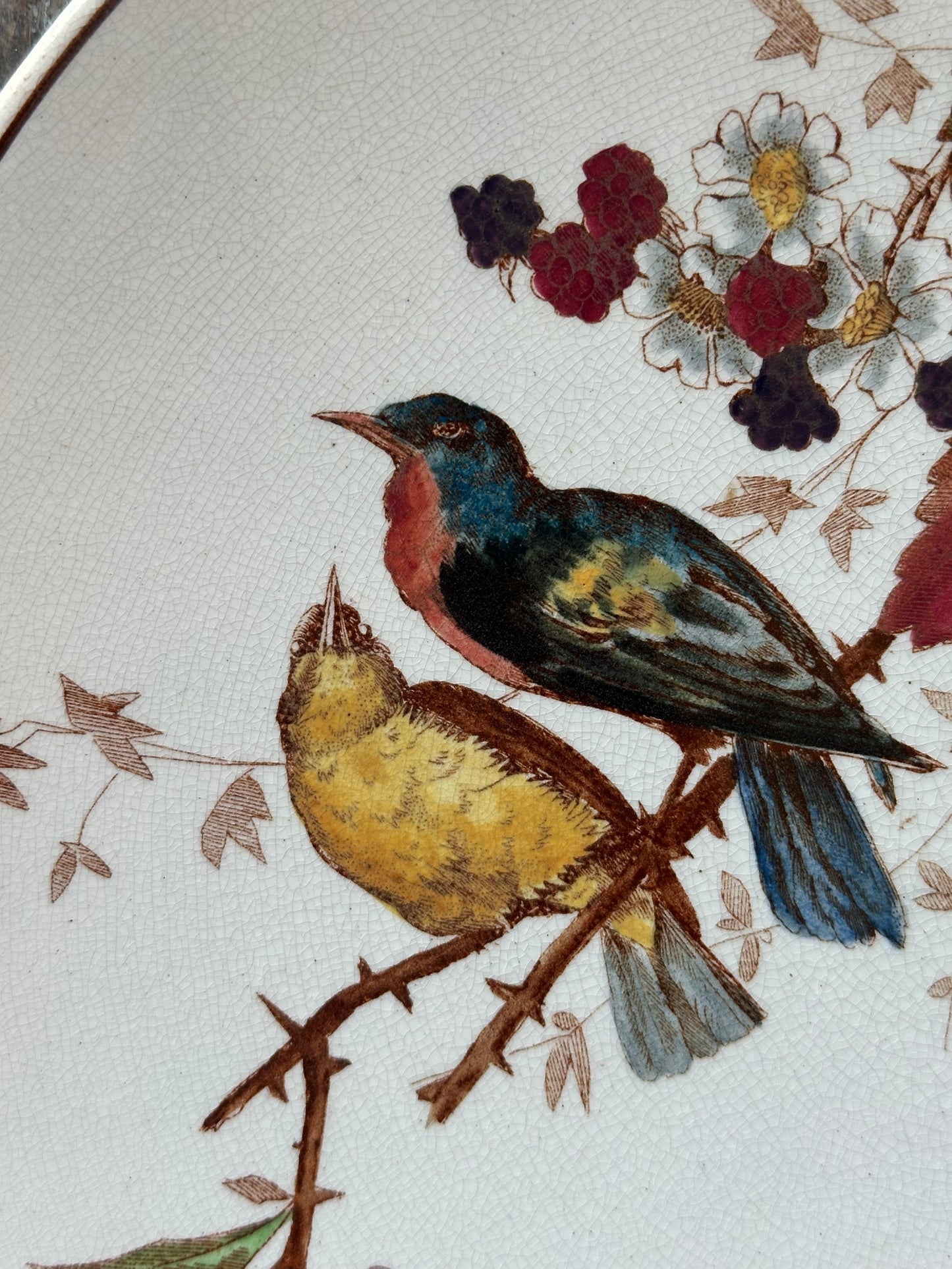 Plats aux oiseaux