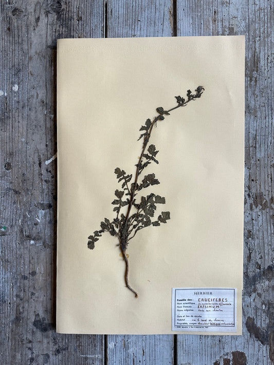 Erysimum