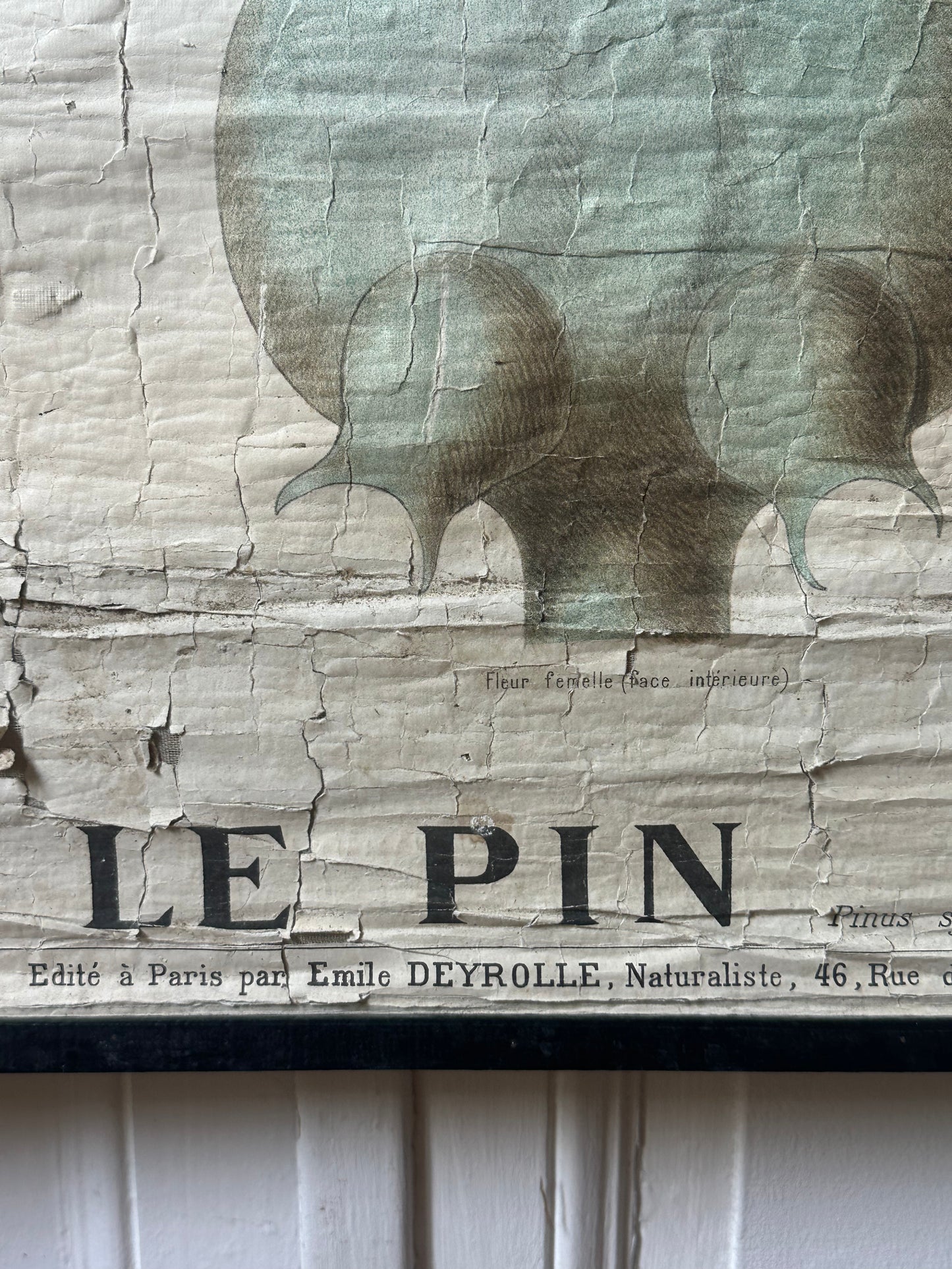 Le pin