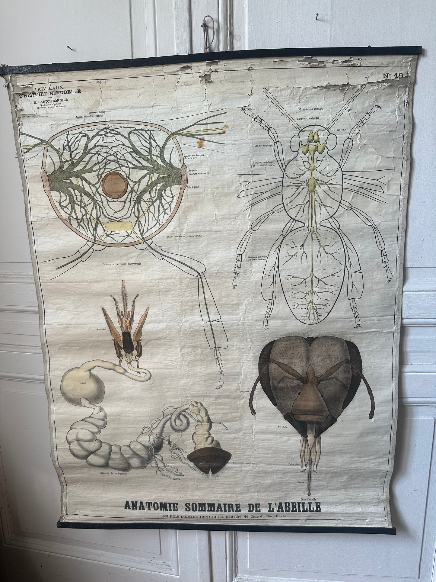 L’abeille de deyrolle
