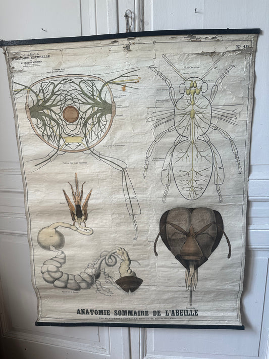 L’abeille de deyrolle