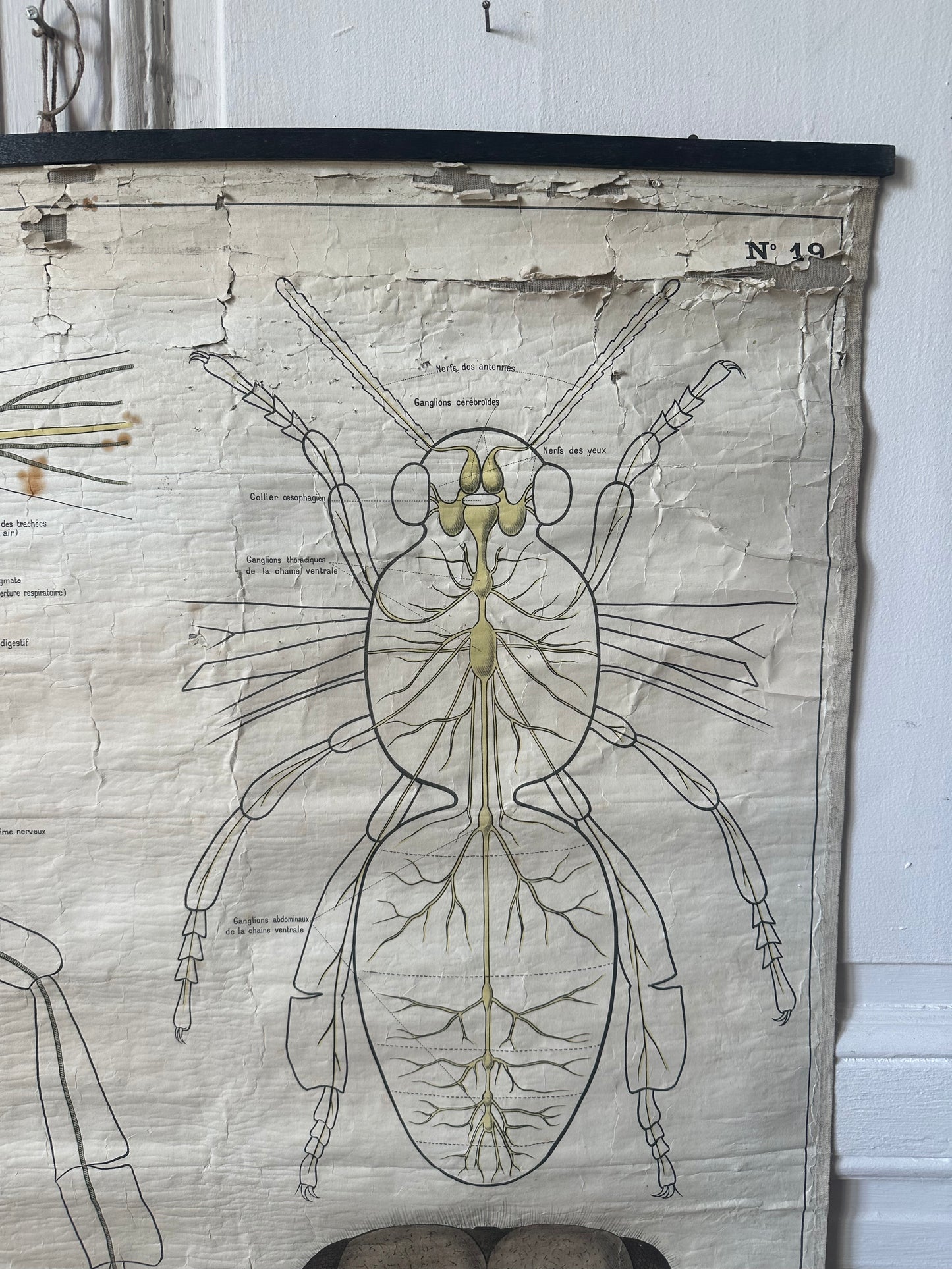 L’abeille de deyrolle