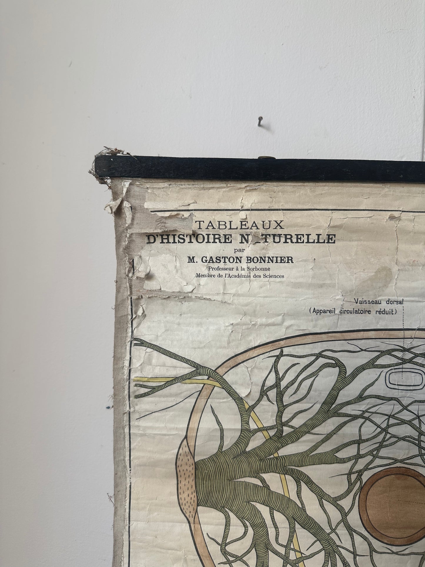 L’abeille de deyrolle