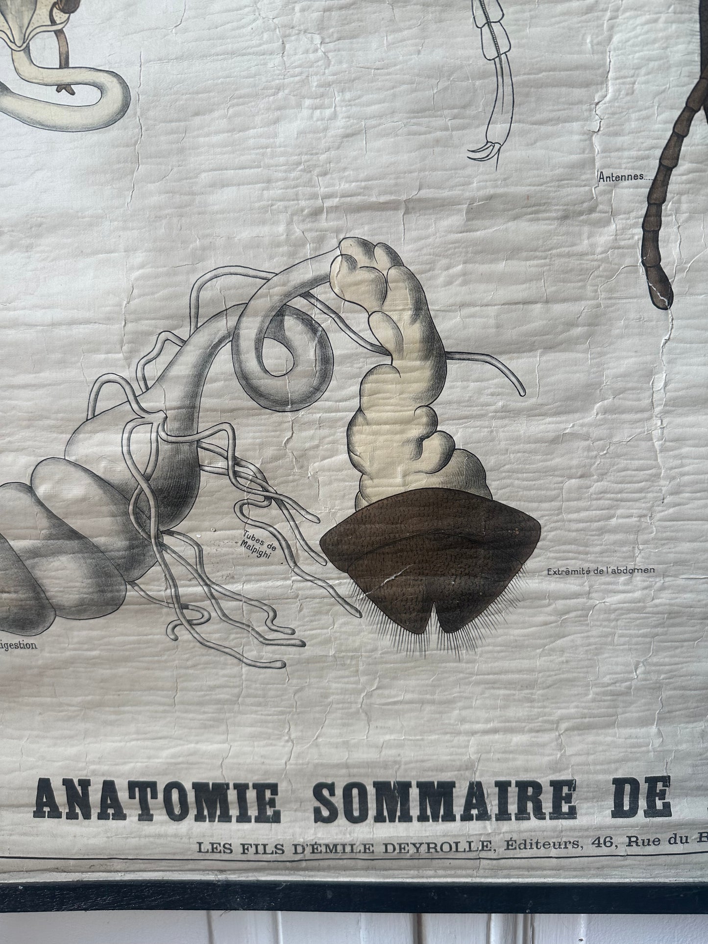 L’abeille de deyrolle