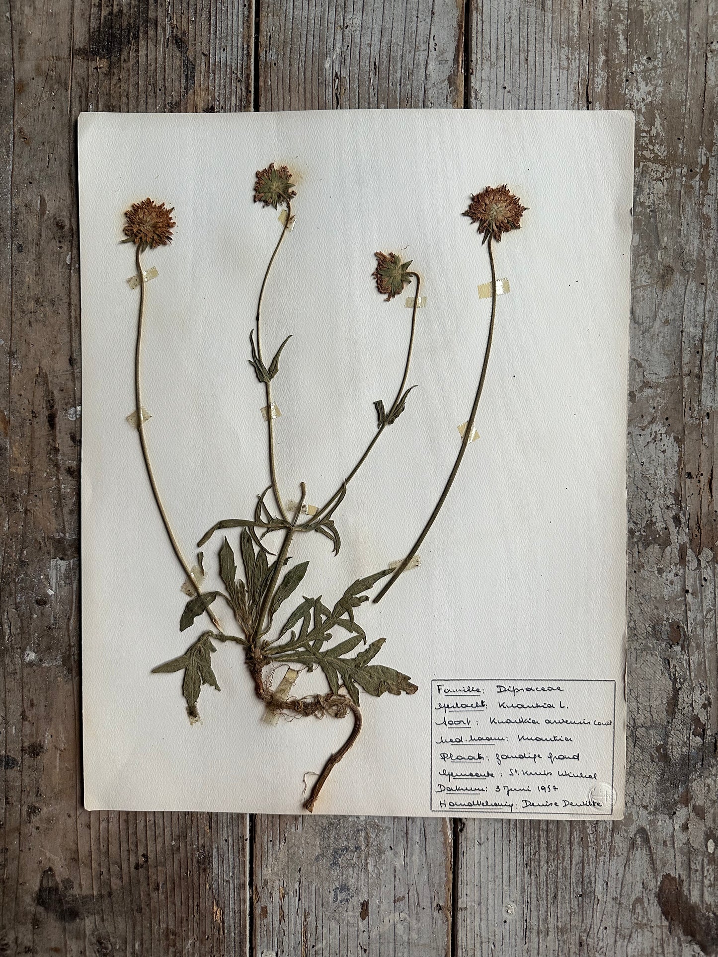 Herbier