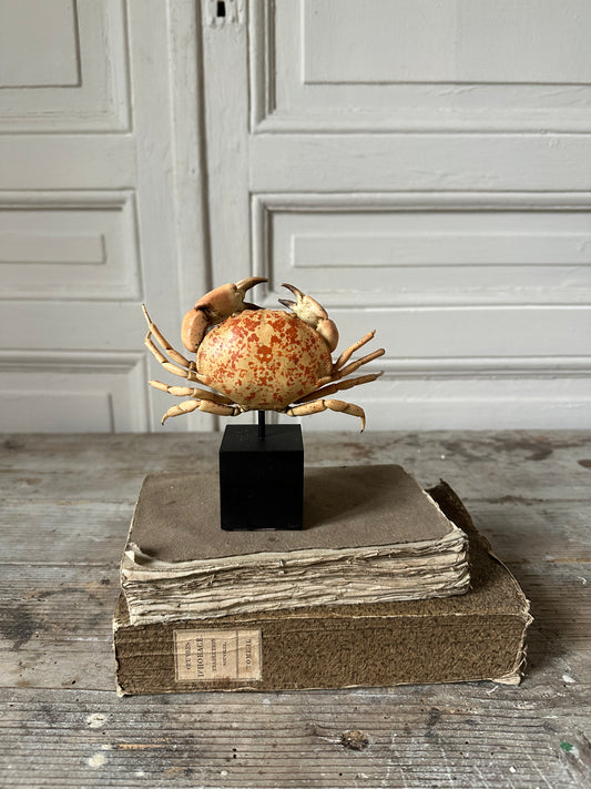 Crabe naturalisé