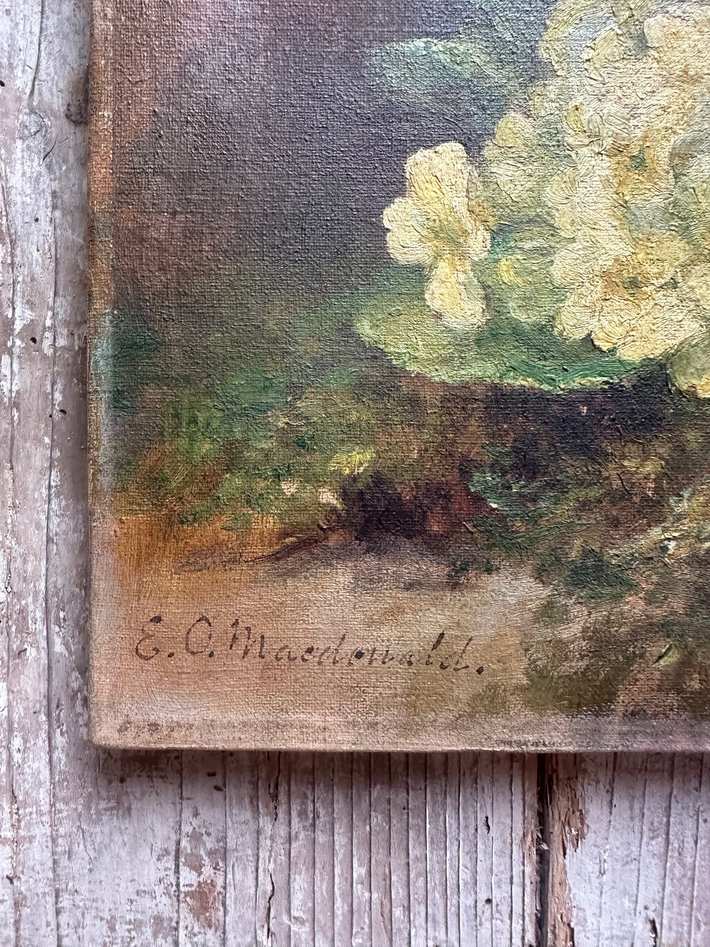 Primevères