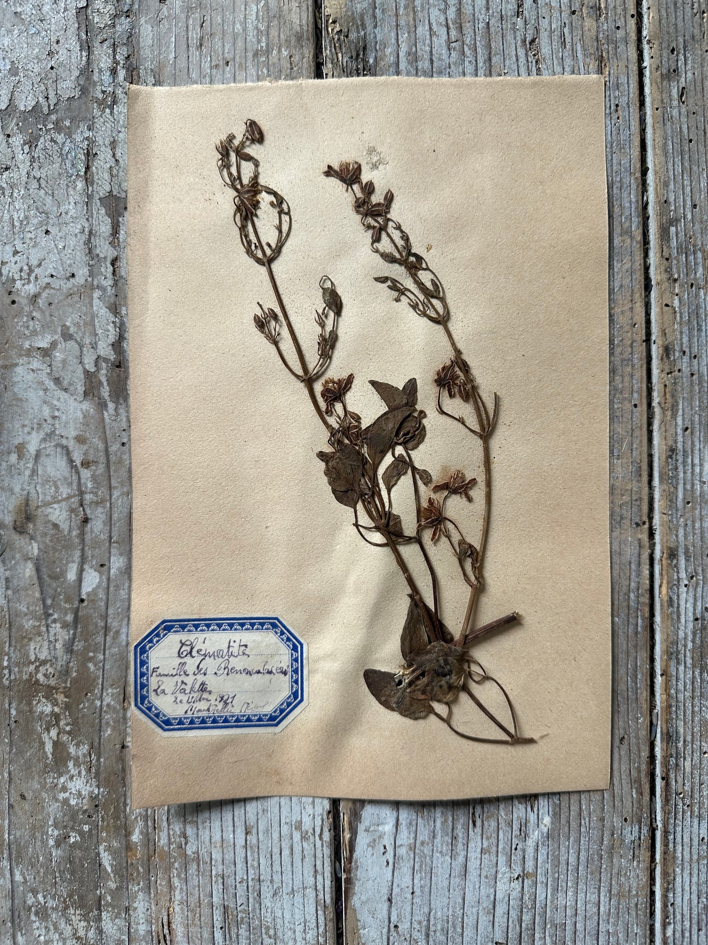 Herbier 1