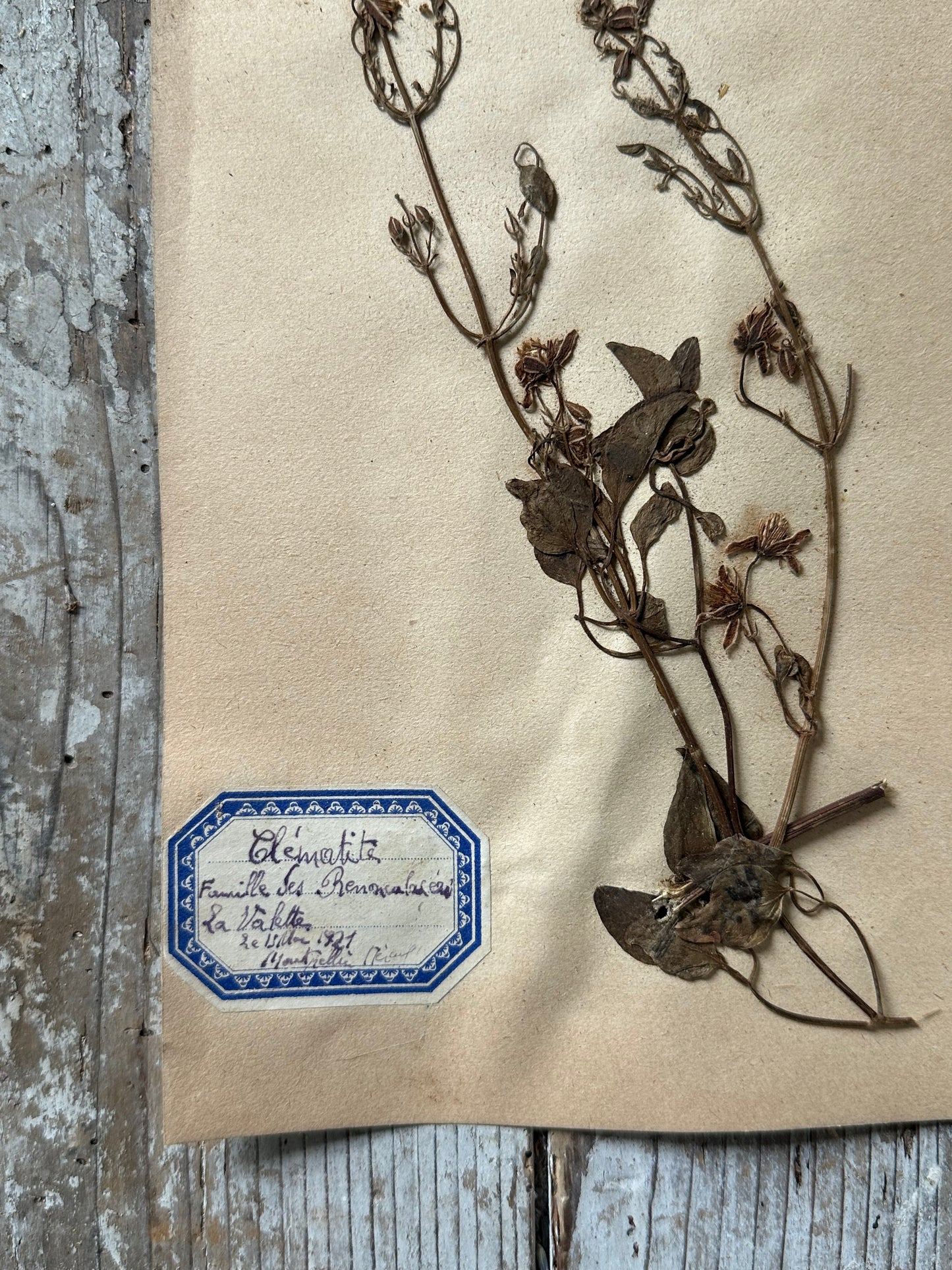 Herbier 1
