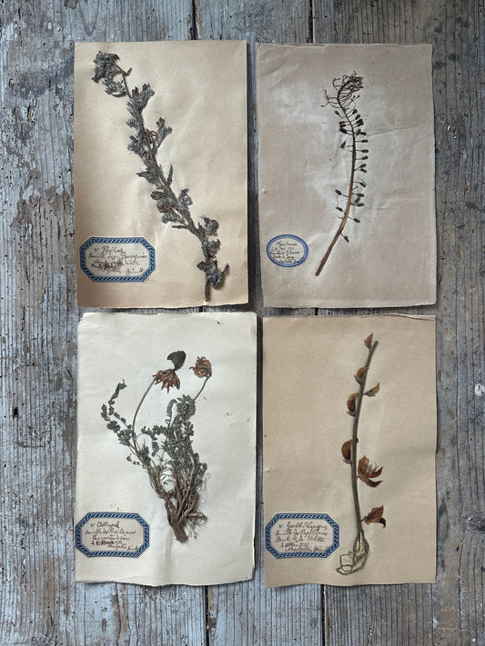 4 herbiers
