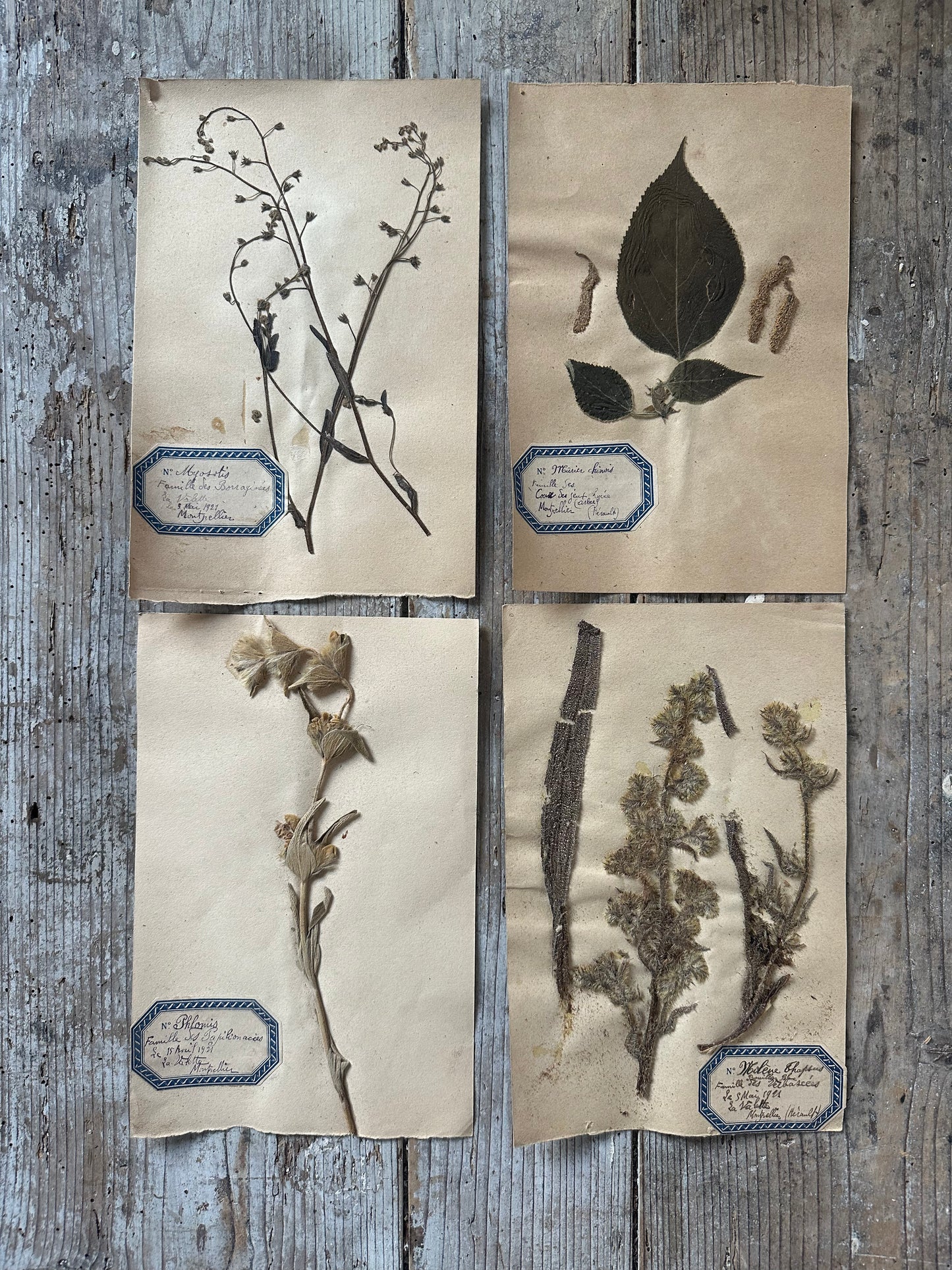 4 herbiers