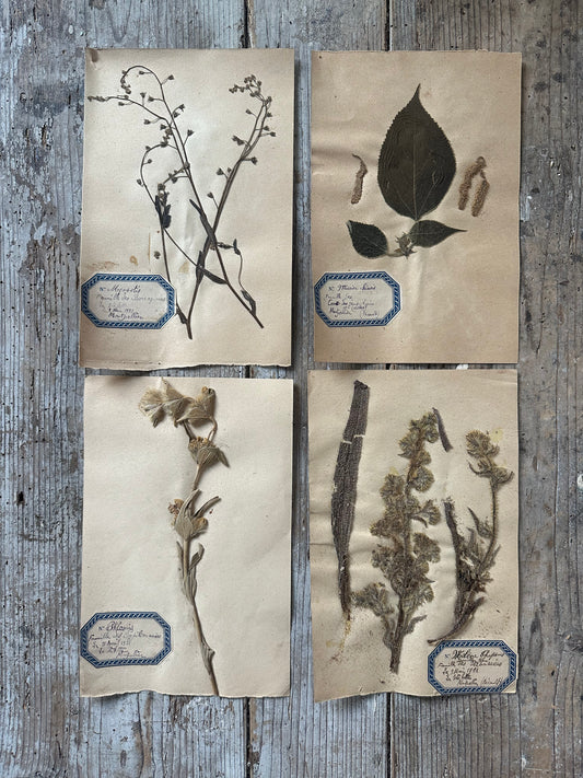 4 herbiers