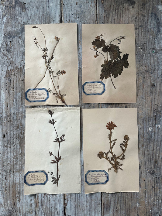 4 herbiers