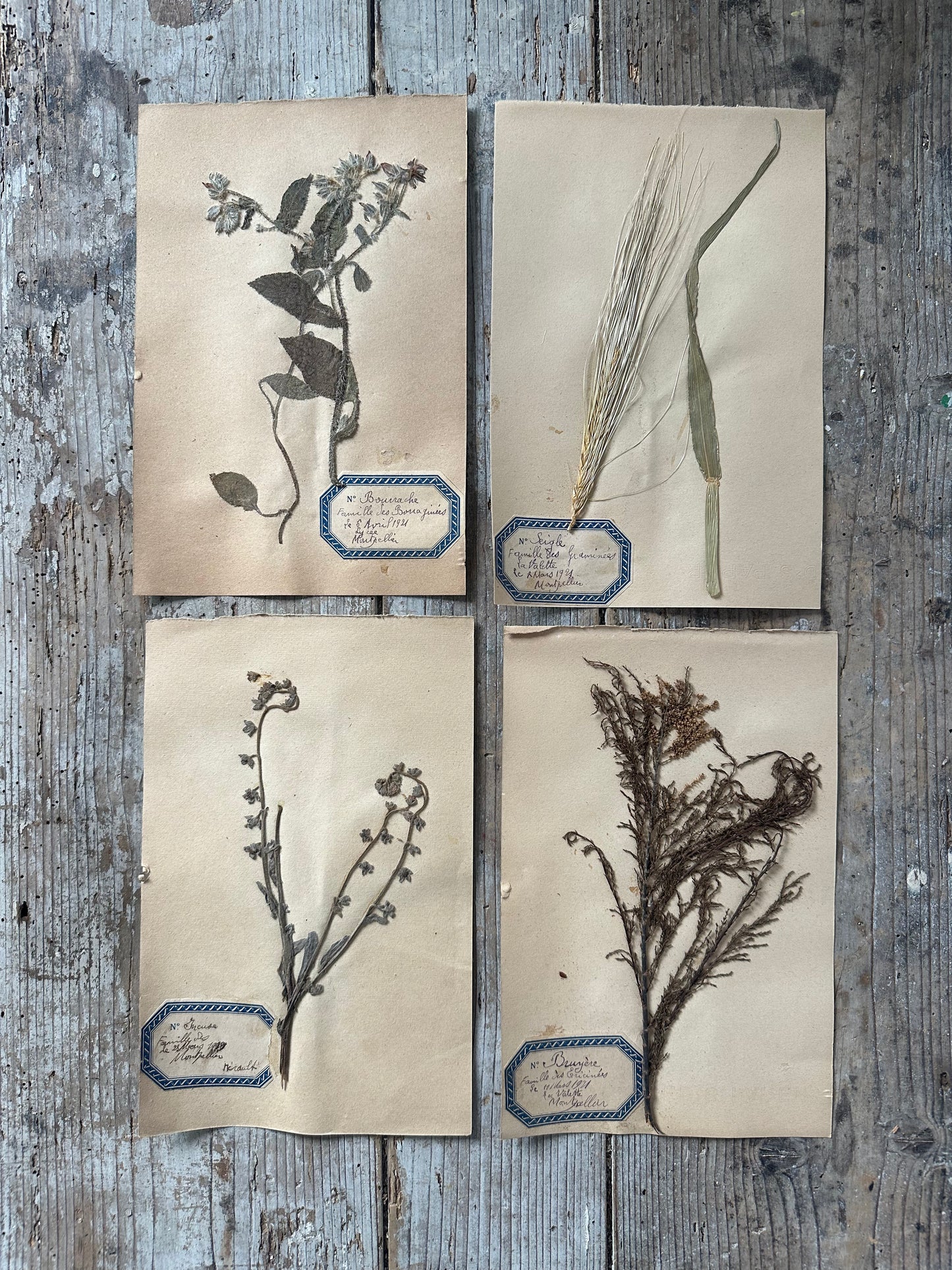 4 herbiers