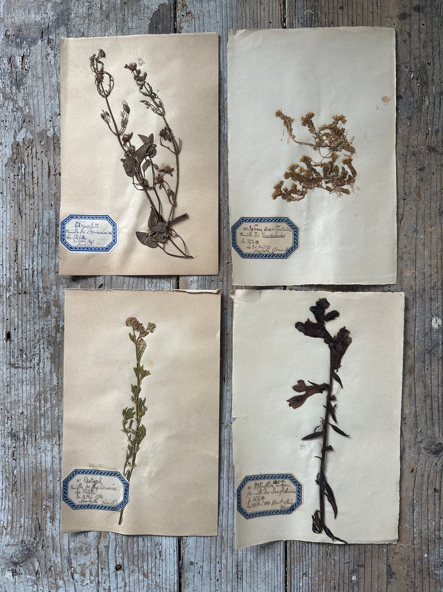 4 herbiers
