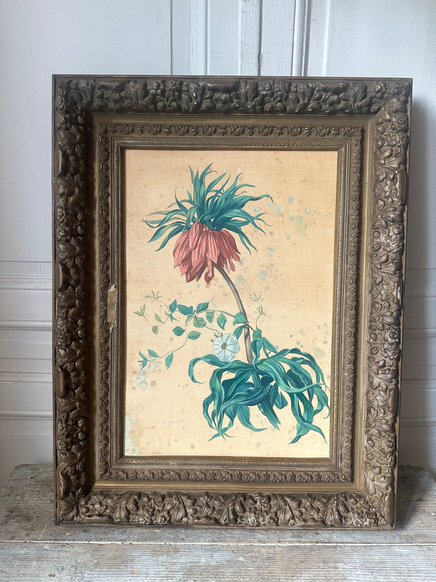 Fritillaire impériale