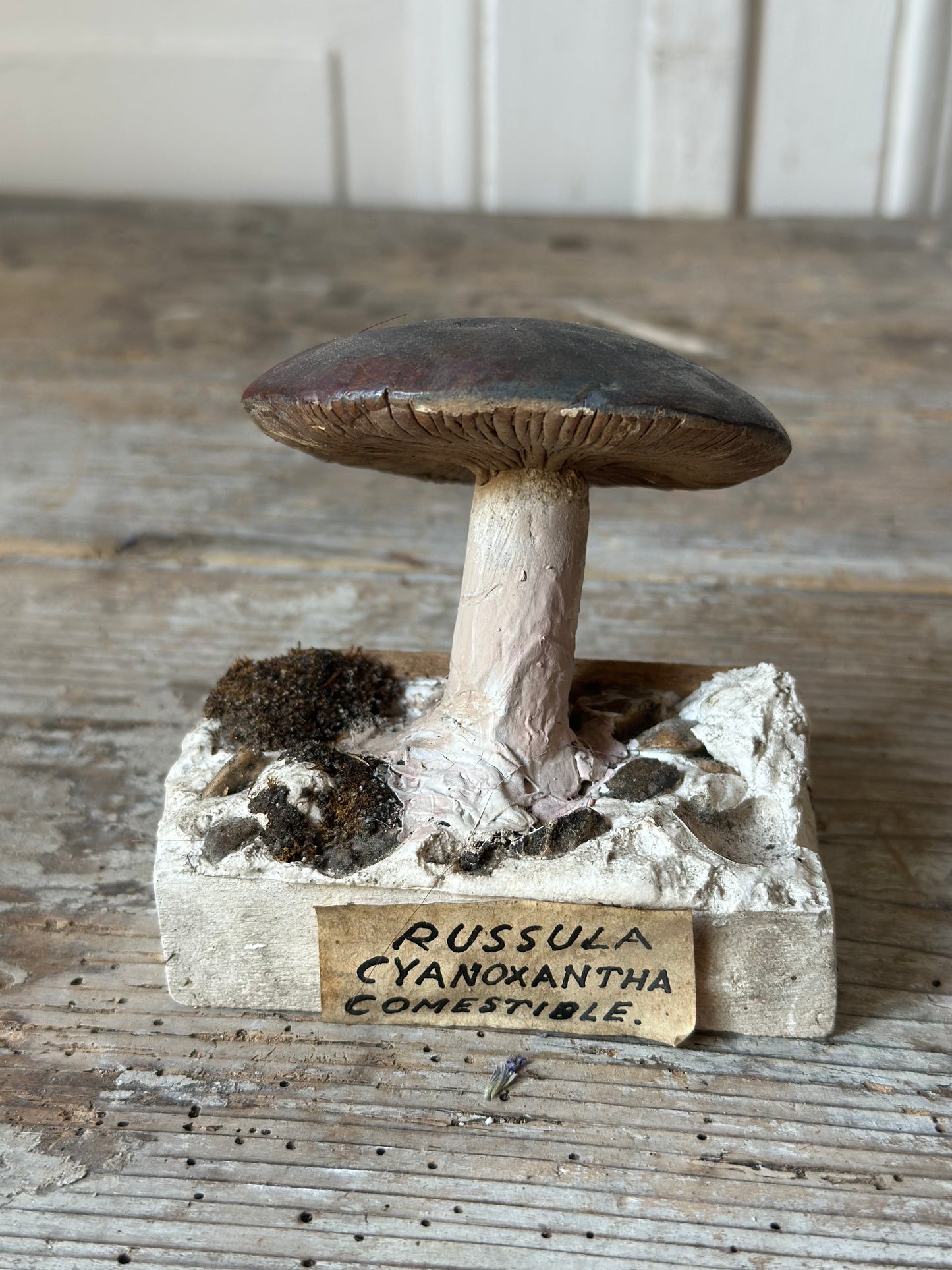Russula