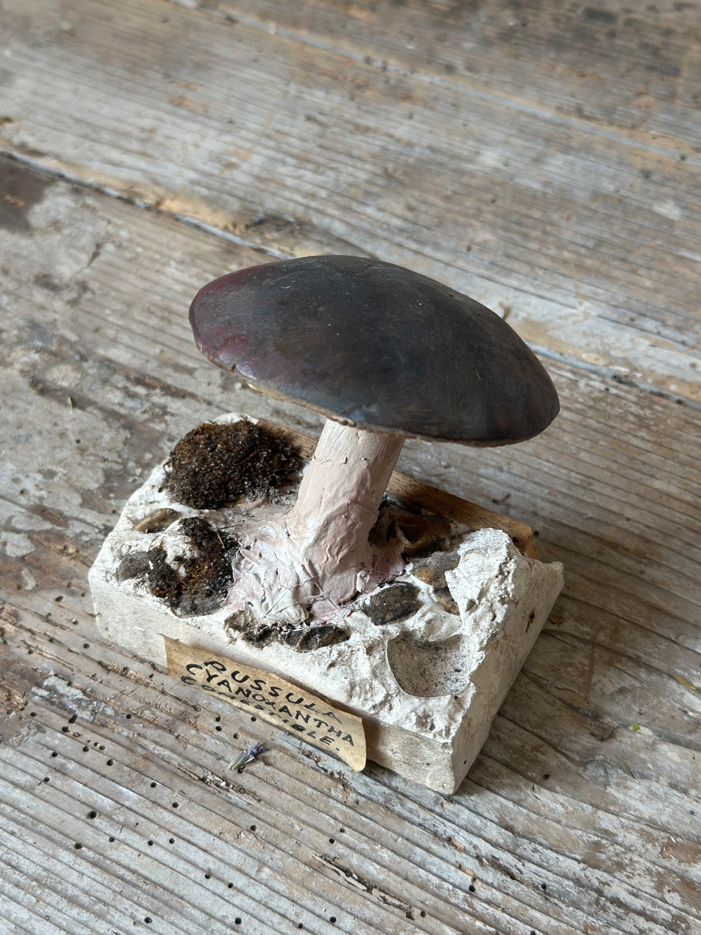 Russula