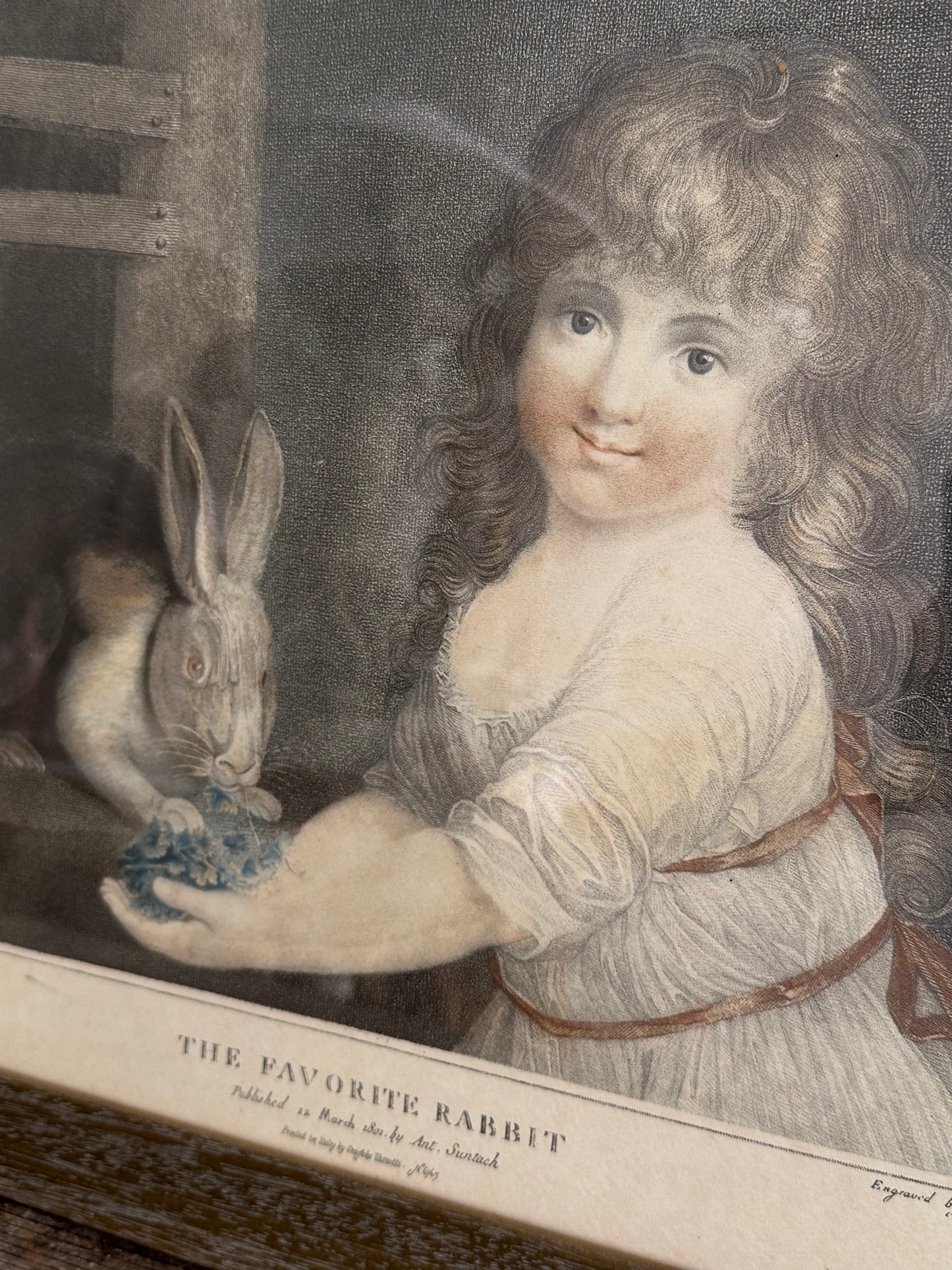 The favorite rabbit