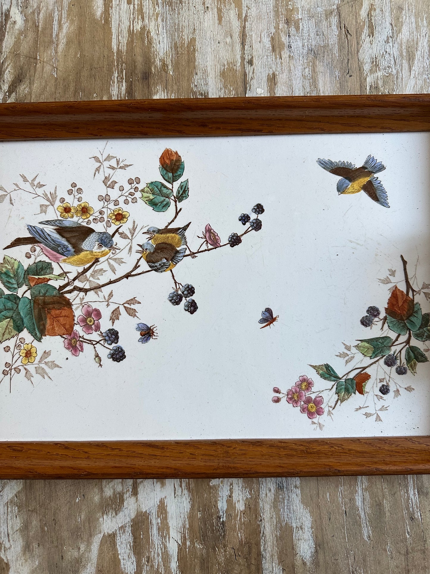 Plateau aux oiseaux