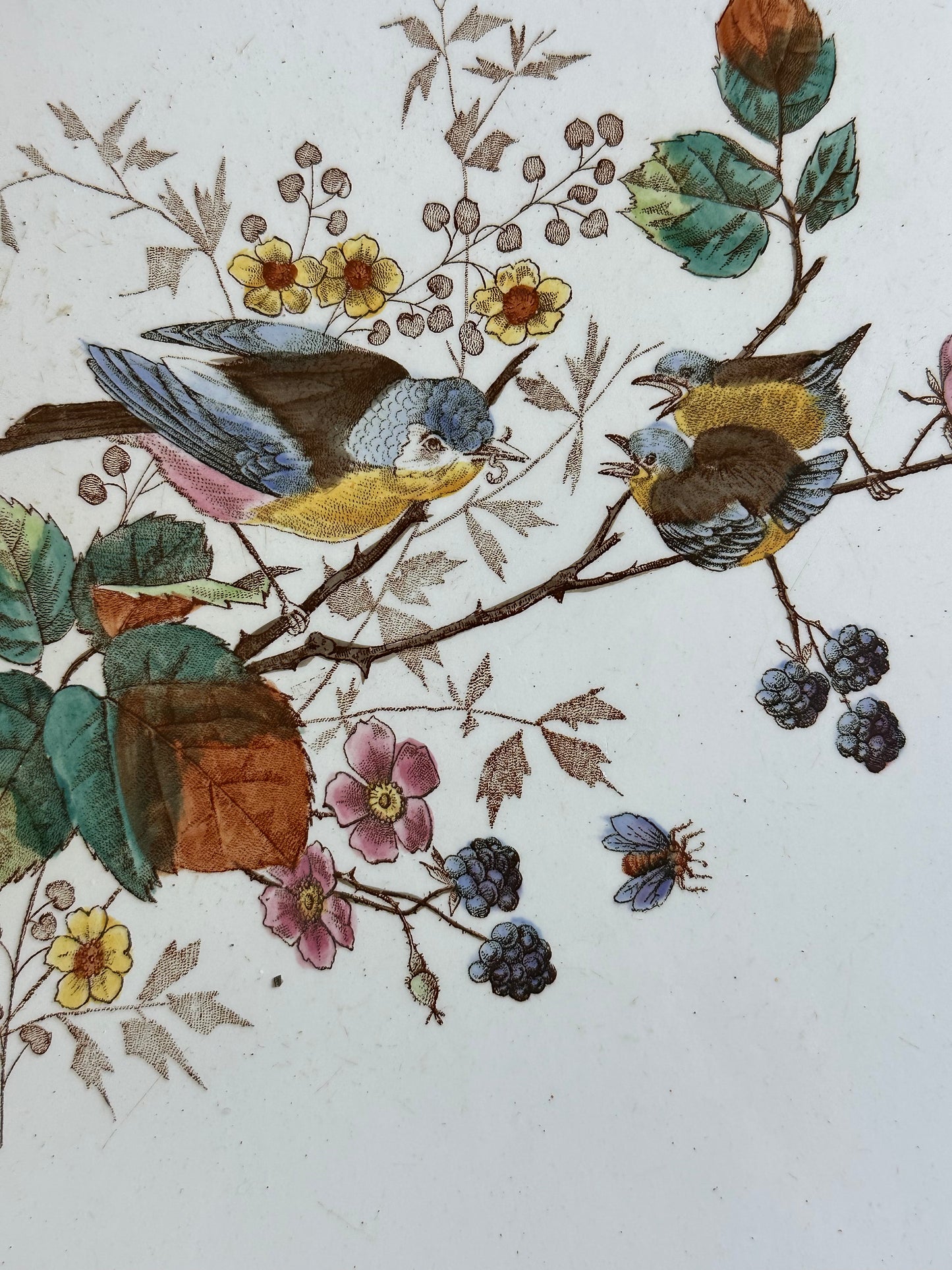 Plateau aux oiseaux