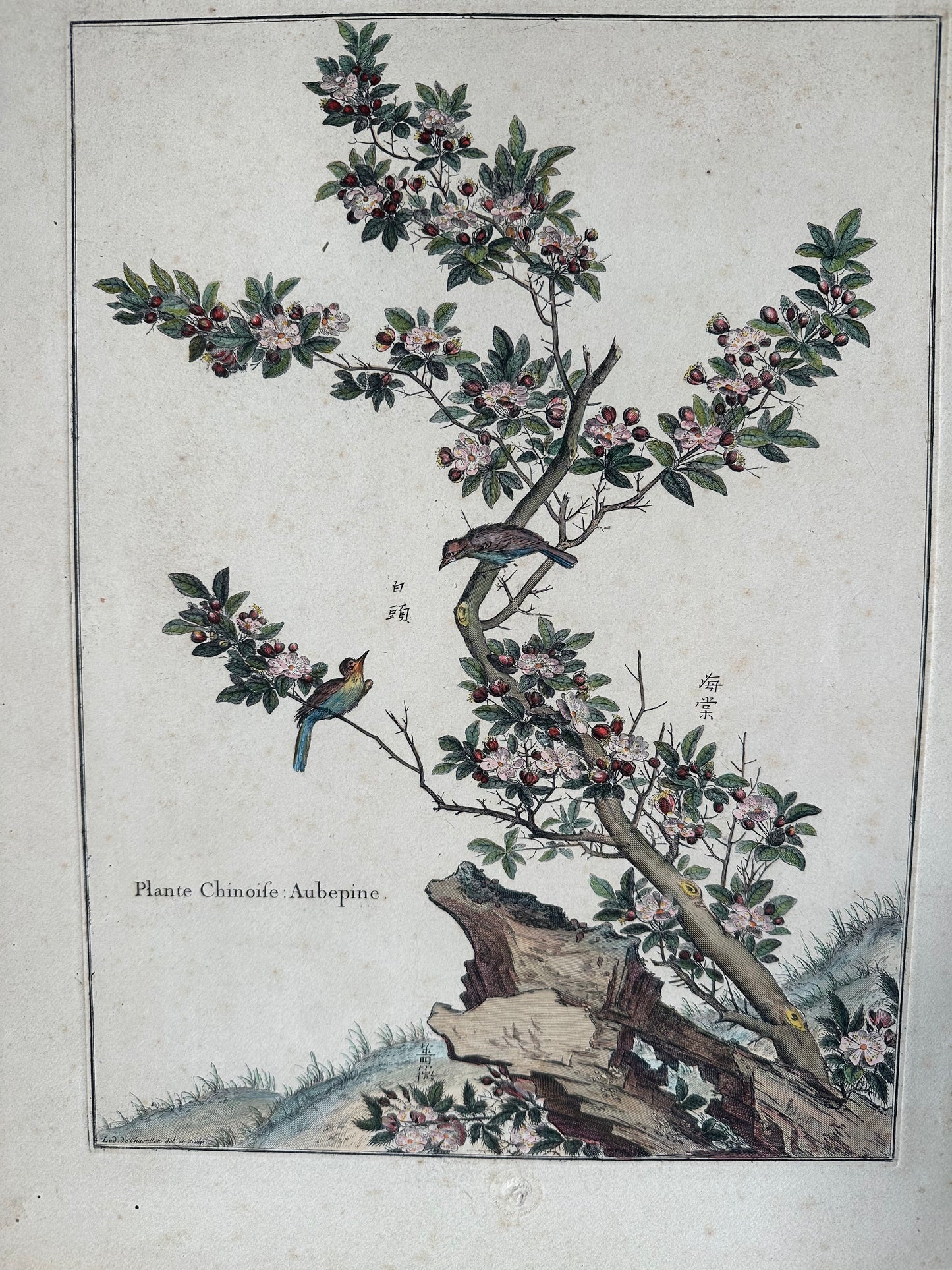 Aubépine