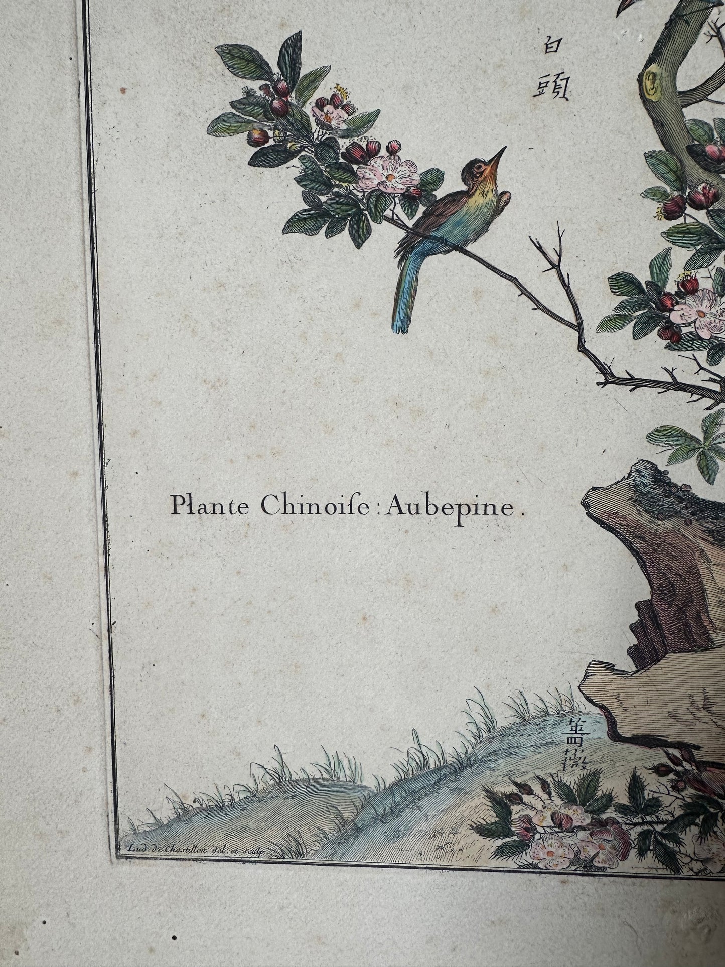 Aubépine