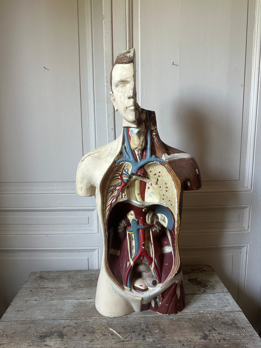 Écorché en plâtre