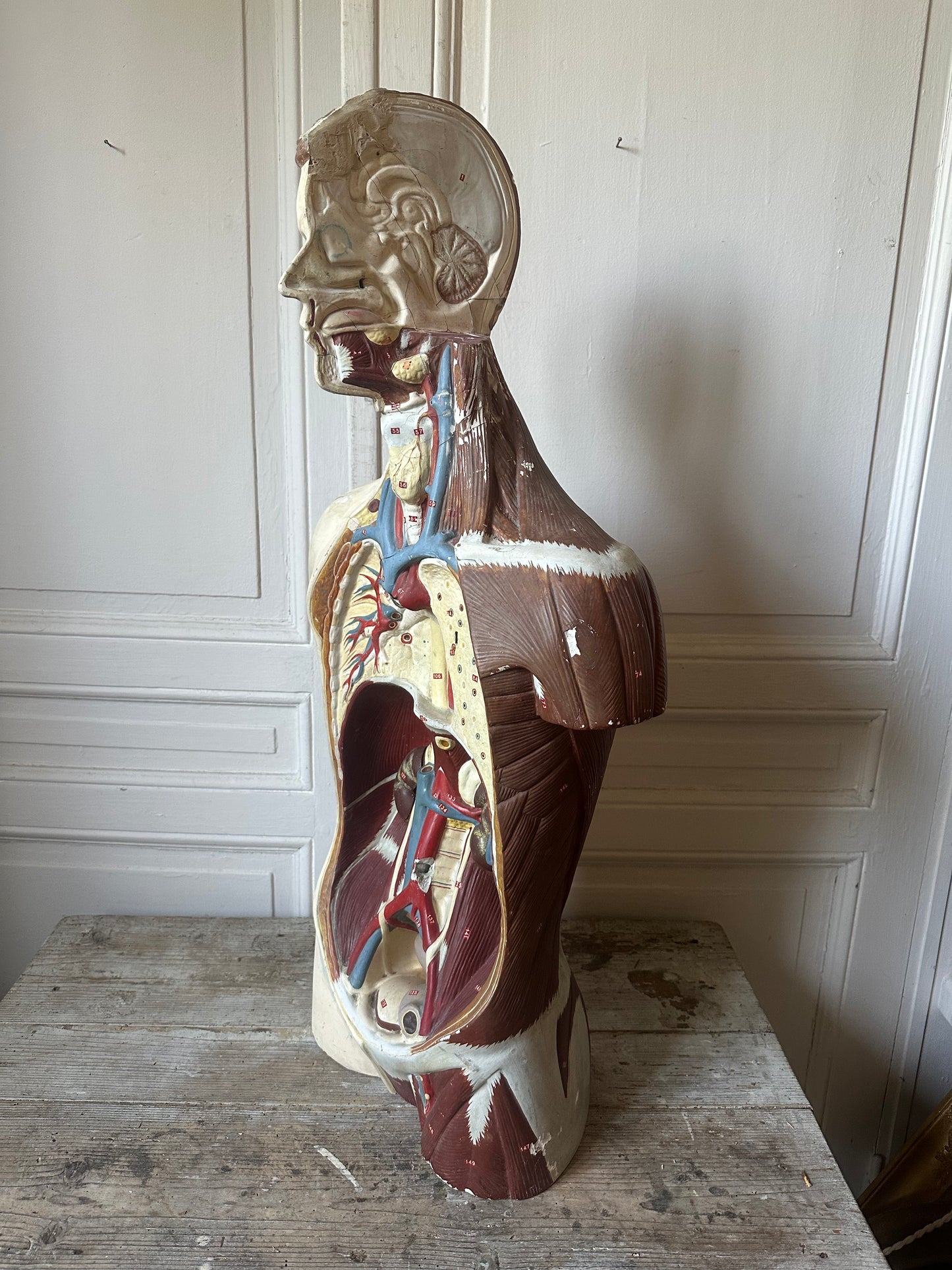 Écorché en plâtre