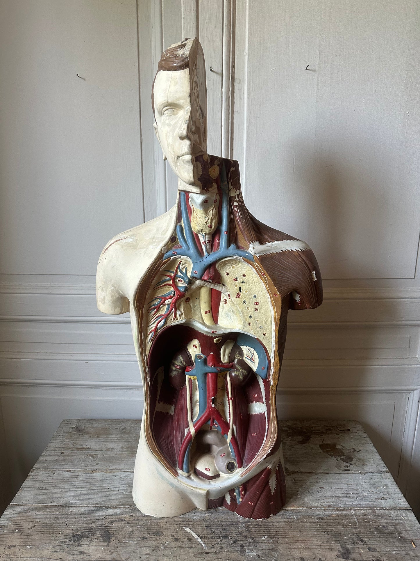 Écorché en plâtre