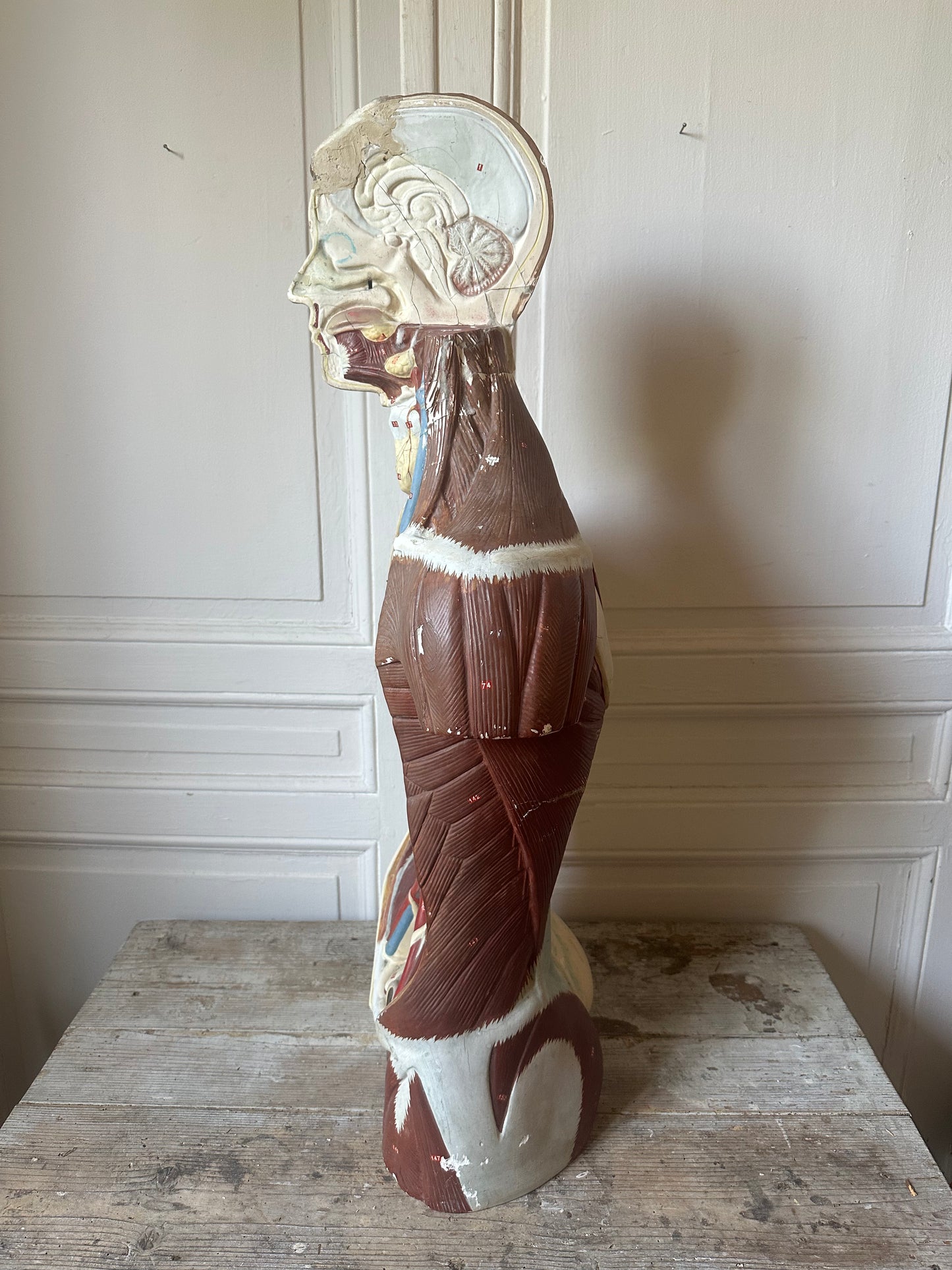 Écorché en plâtre