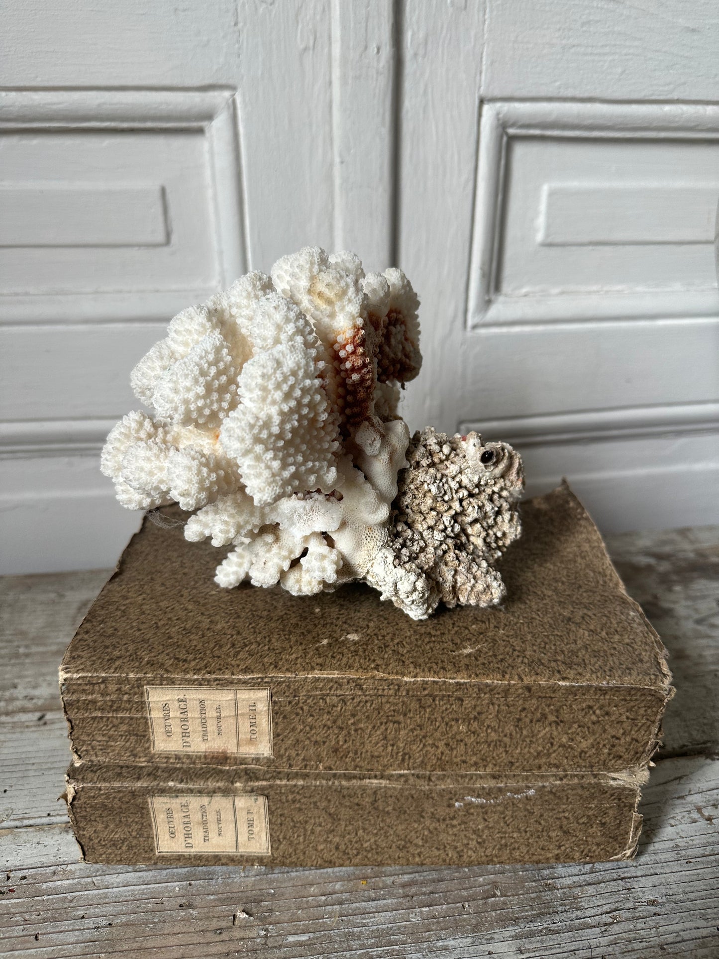 Corail