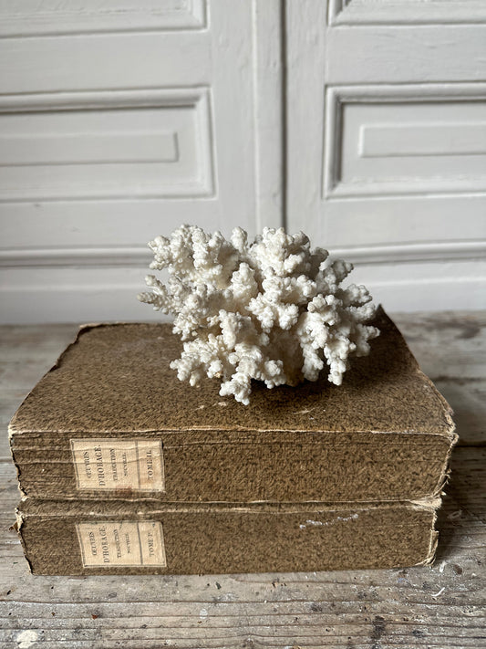Corail blanc
