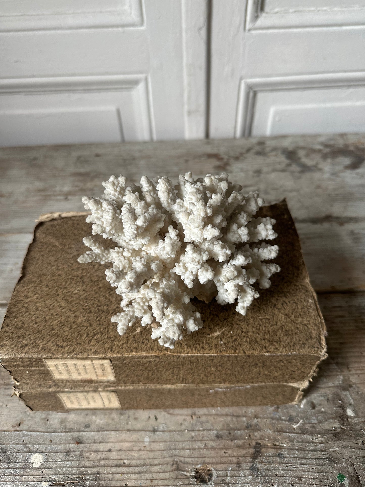 Corail blanc