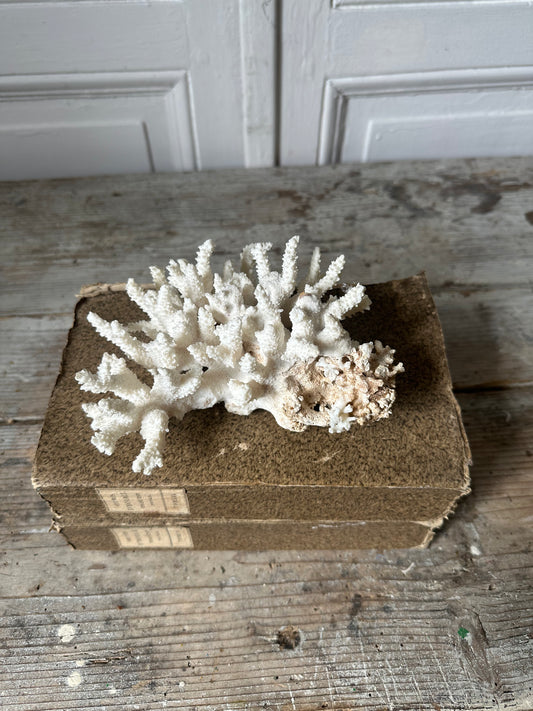 Corail blanc