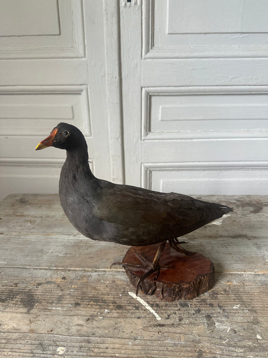 Poule d’eau