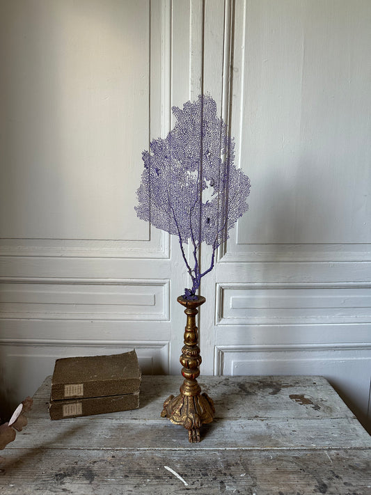 Gorgone violette