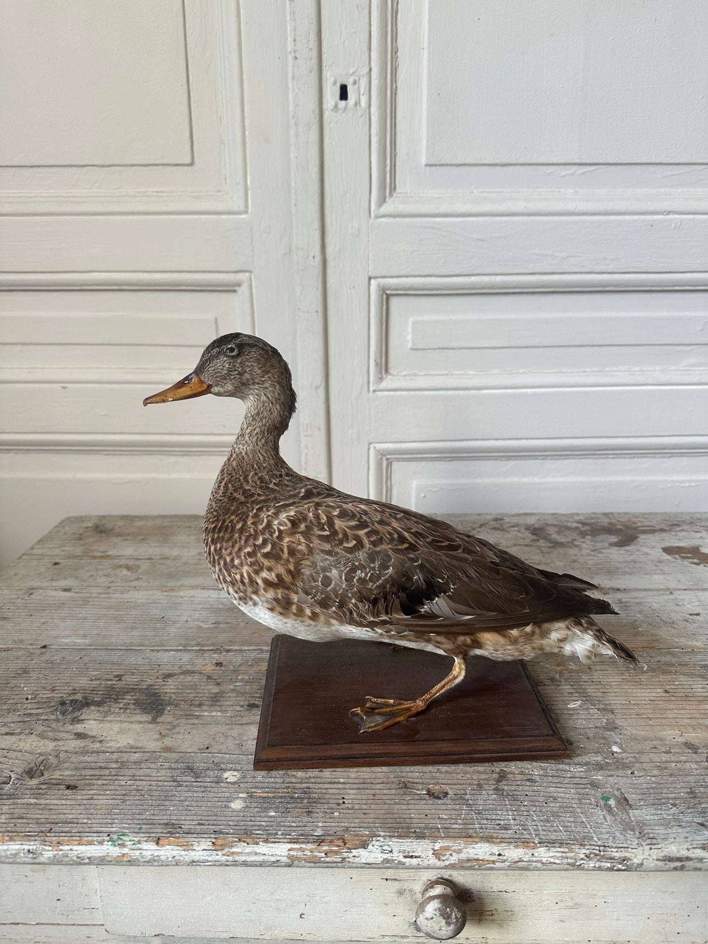 Canard